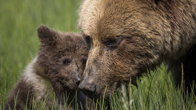 Illustration for article titled Aww! These Photos Of Animals With Their Children Are Going To Melt Your Hand